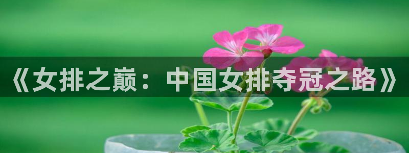 2026世界杯赛:《女排之巅:中国女排夺冠之路》