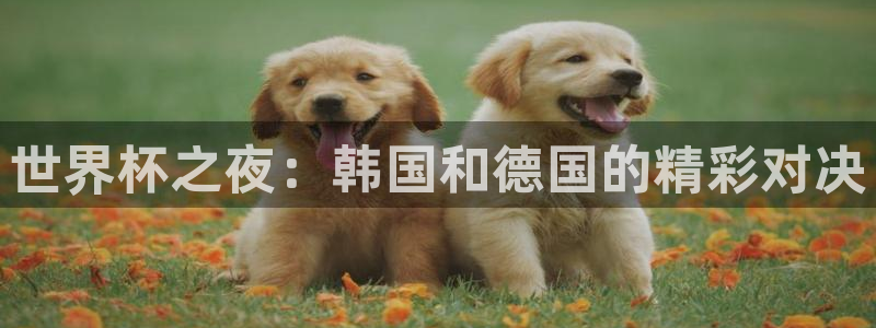 世界杯系列赛:世界杯之夜:韩国和德国的精彩对决